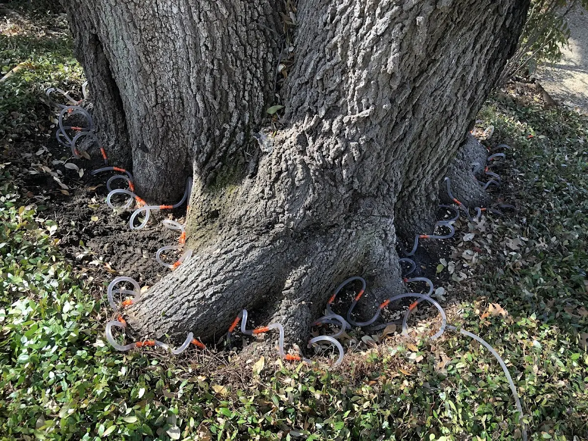 Detailed Tree Cabling and Bracing job site in Coulterville