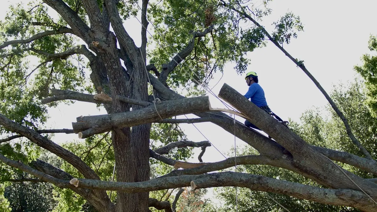Professional Crown Thinning performed by certified arborists in Coulterville