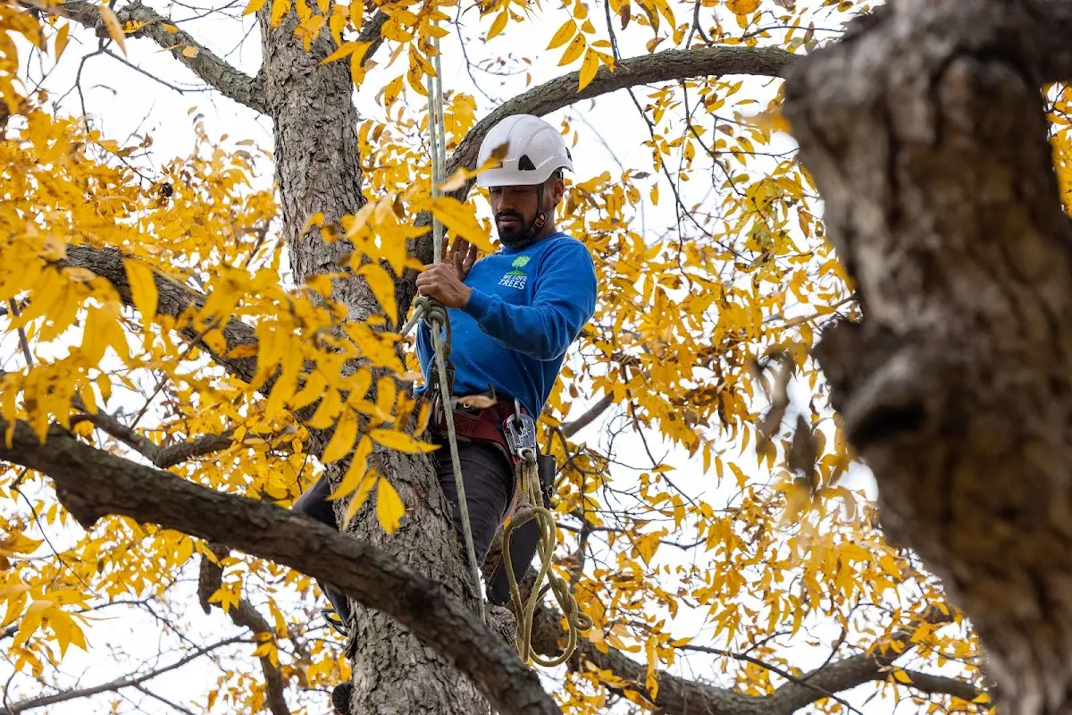 Skilled Storm Damage Cleanup crew working in Coulterville