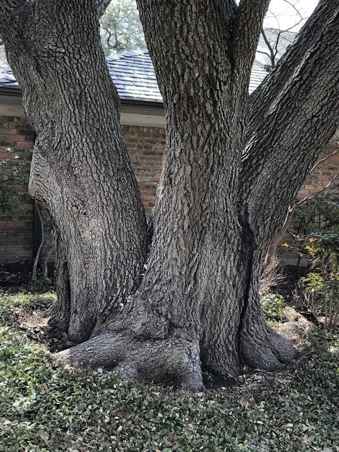 Mature heritage tree close to a Coulterville property cared for by certified arborists